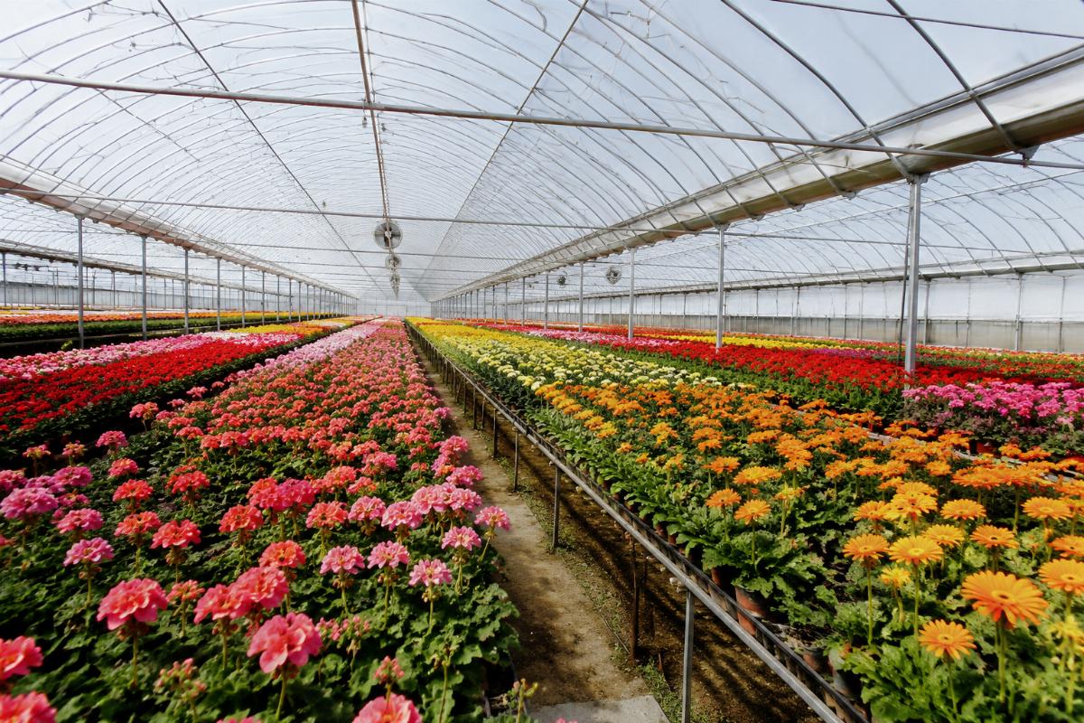 A large flower greenhouse with rows of blooming plants under PE film covers