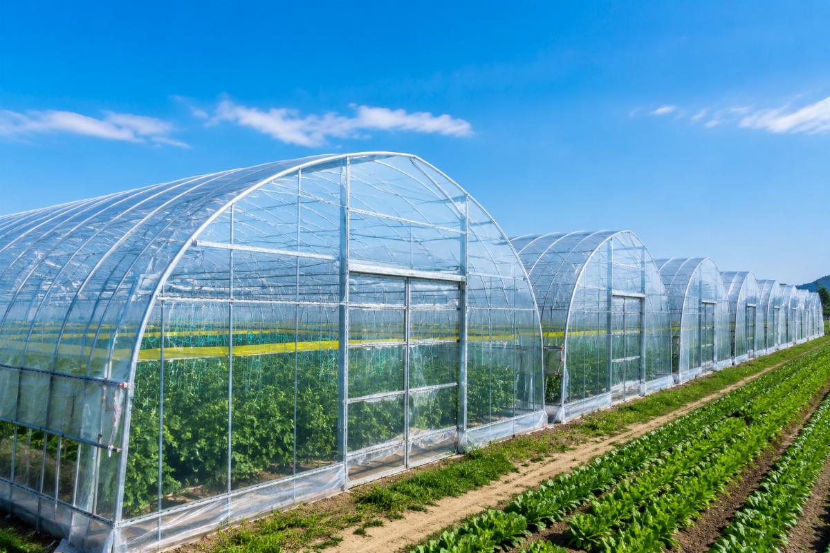 A row of greenhouses with transparent UV-stabilized PE film covers in full crop production